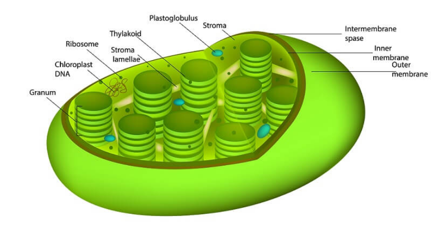 The Unit of Life